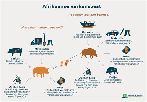 lv draaibok afrikanse vrkenspest|Afrikaanse varkenspest (AVP) .